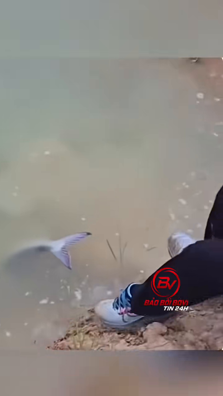 Con cá nổi lật bụng ngay dưới chân người vừa thả. Ảnh chụp màn hình clip của @vuongduatin.