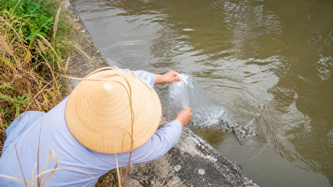 Minh hoạ: thả cá phóng sinh xuống một mương nước đục ven đường. Ảnh minh hoạ do AI tạo.